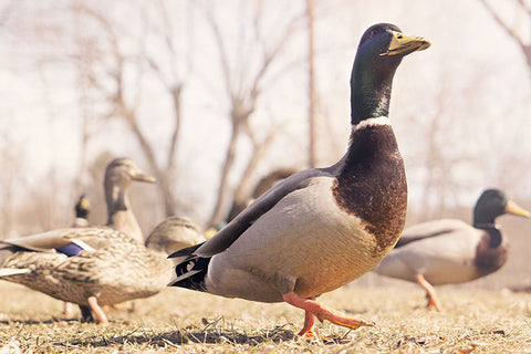 Poster Patos - Animais – Natureza