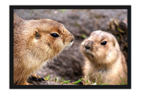 Poster Marmotas - Animais – Natureza