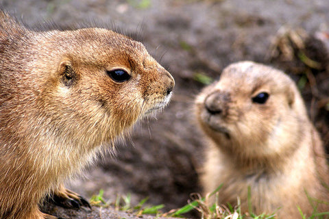 Poster Marmotas - Animais – Natureza