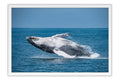 Poster Baleia - Animais