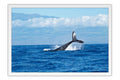 Poster Baleia - Animais