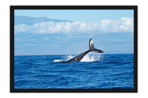 Poster Baleia - Animais