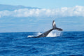 Poster Baleia - Animais