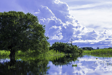 Poster Pantanal - Paisagens Nacionais - Fotografia - Lugares - Paisagens
