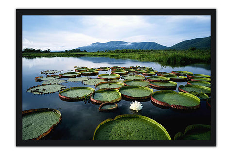 Poster Pantanal - Paisagens Nacionais - Fotografia - Lugares - Paisagens