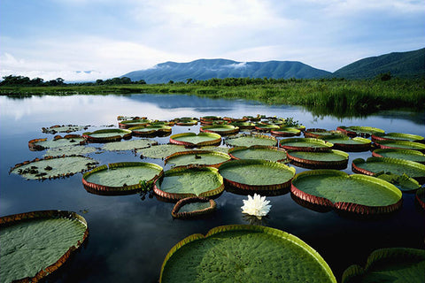 Poster Pantanal - Paisagens Nacionais - Fotografia - Lugares - Paisagens