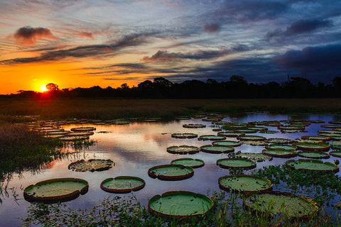 Poster Pantanal - Paisagens Nacionais - Fotografia - Lugares - Paisagens