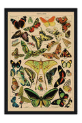 Poster Borboletas - Papillons - Diagrama - Misc - Informativo