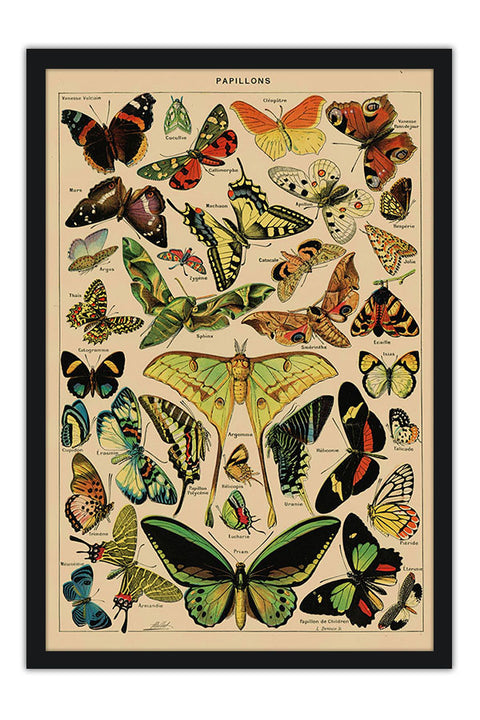 Poster Borboletas - Papillons - Diagrama - Misc - Informativo