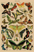 Poster Borboletas - Papillons - Diagrama - Misc - Informativo