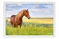 Poster Cavalo - Animais