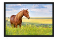 Poster Cavalo - Animais