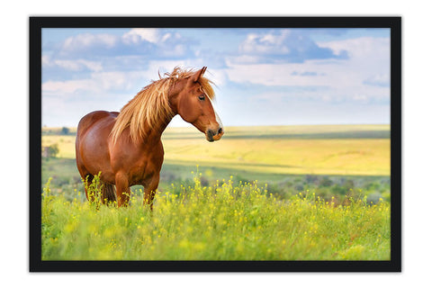 Poster Cavalo - Animais