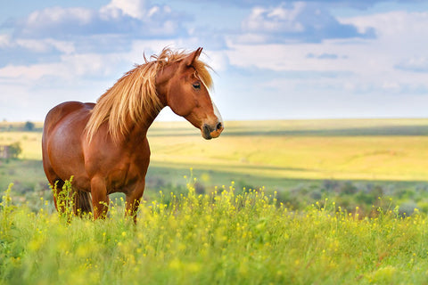 Poster Cavalo - Animais