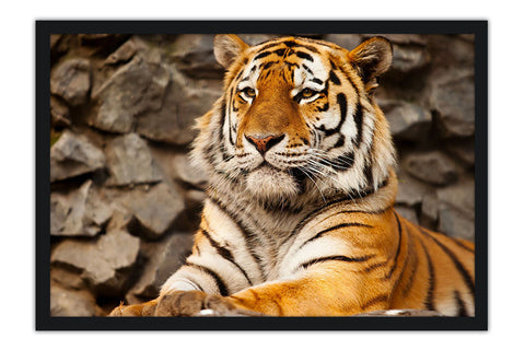 Poster Tigre - Animais