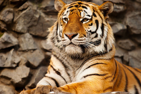 Poster Tigre - Animais