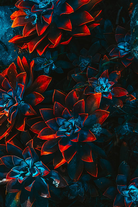 Poster Abstrato - Lotus - Colors - Arte Decorativa