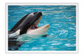 Poster Baleia - Animais