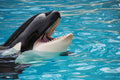 Poster Baleia - Animais
