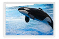 Poster Baleia - Animais