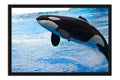 Poster Baleia - Animais