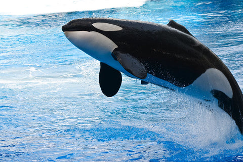 Poster Baleia - Animais