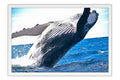 Poster Baleia - Animais