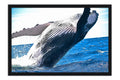 Poster Baleia - Animais