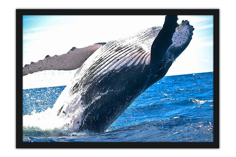 Poster Baleia - Animais
