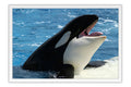Poster Baleia - Animais