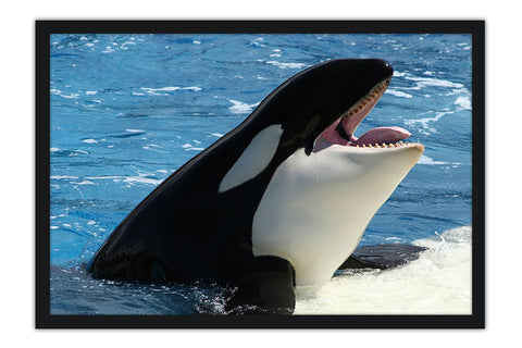 Poster Baleia - Animais