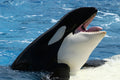 Poster Baleia - Animais