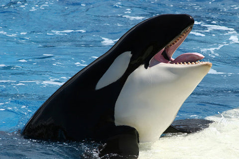 Poster Baleia - Animais