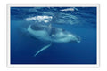 Poster Baleia - Animais