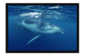 Poster Baleia - Animais