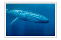 Poster Baleia - Animais