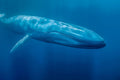Poster Baleia - Animais