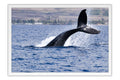 Poster Baleia - Animais