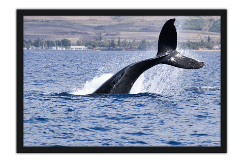 Poster Baleia - Animais