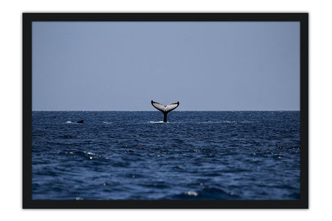 Poster Baleia - Animais