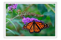 Poster Borboleta - Animais