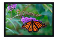 Poster Borboleta - Animais