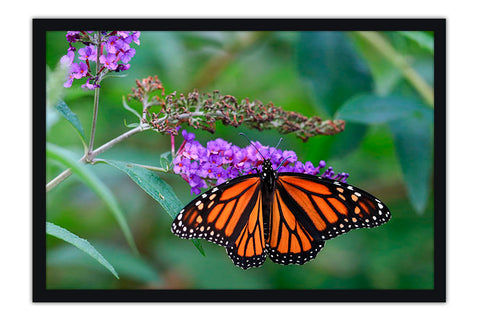 Poster Borboleta - Animais
