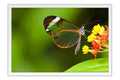Poster Borboleta - Animais