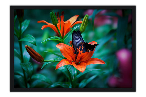 Poster Borboleta - Animais
