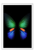 Poster Borboleta - Animais