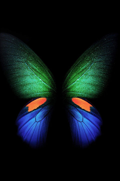 Poster Borboleta - Animais