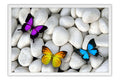 Poster Borboleta - Animais