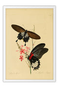 Poster Borboleta - Animais