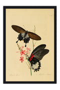 Poster Borboleta - Animais